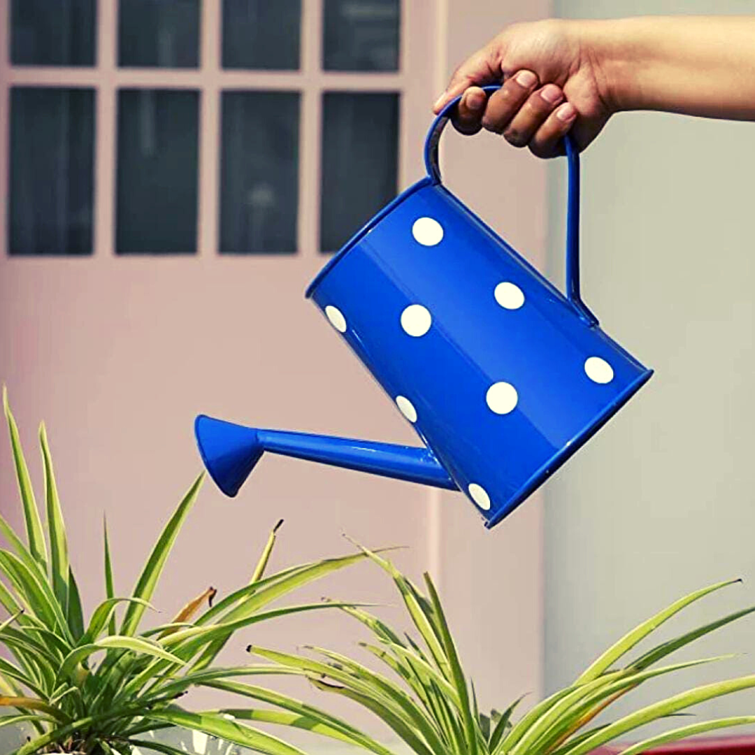 Homefrills 1.5 Litre Metal Watering can for Plants, Garden Water can for Kids, Flower Watering Pot for Home Gardening, Color - Blue, Size - 1.5 L with spout